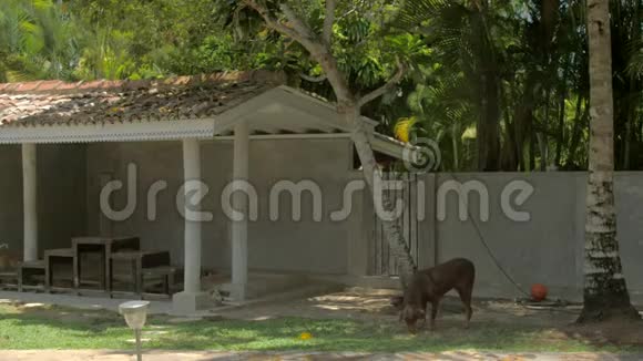 大黑棕色瘦狗探索动物避难所视频的预览图