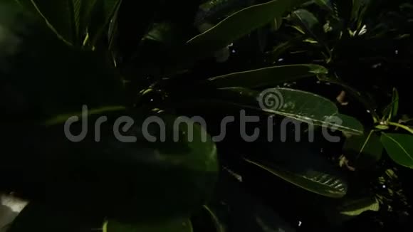 一棵枝繁叶茂的梅叶树盛开视频的预览图