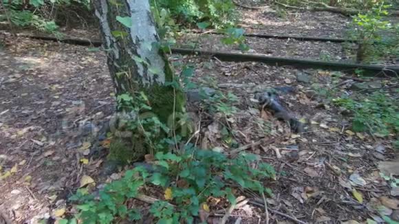 秋天在被遗弃的铁路轨道上落叶的桦树潘射视频的预览图