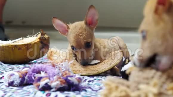 小狗啃南瓜玩棕色针织玩具视频的预览图