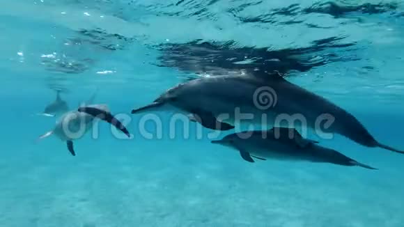 保护海豚宝宝的妈妈在蓝色的水面下游泳慢动作特写水下射击视频的预览图