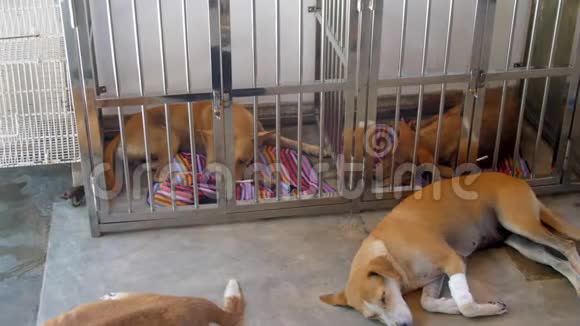 漂亮的姜狗在动物收容所休息视频的预览图
