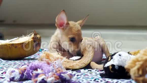 神奇的小狗有趣的大耳朵吃干南瓜片视频的预览图