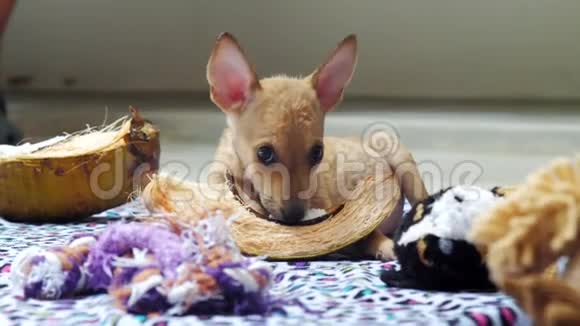 小狗可爱的大眼睛和耳朵啃大干南瓜视频的预览图