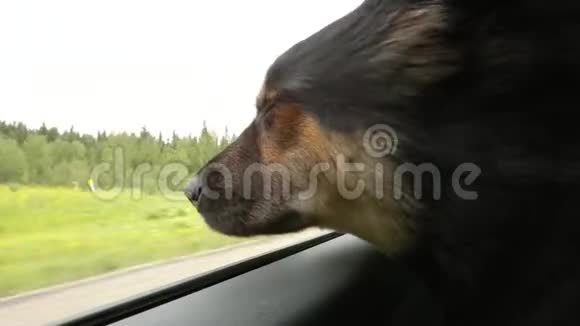狗从车窗外望过去视频的预览图
