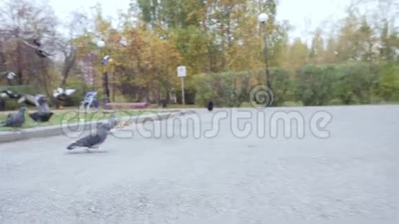 鸽子飞翔小狗在秋天的公园里奔跑视频的预览图