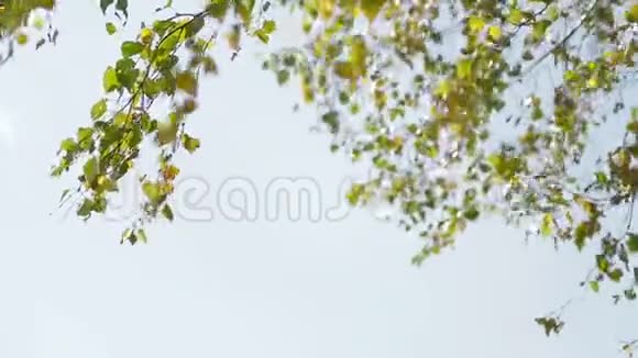 桦树的树枝在风中摇曳视频的预览图