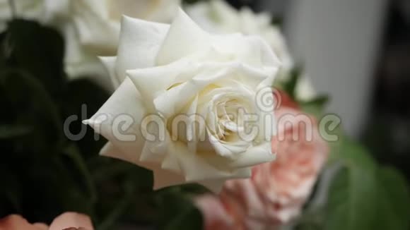 美丽的玫瑰花蕾近景视频的预览图