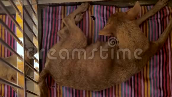 无家可归的狗在收容所里休息并背靠背躺着视频的预览图