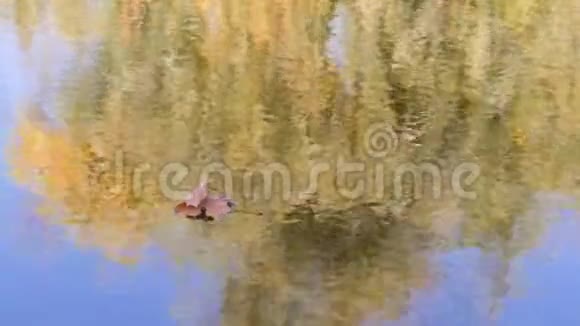 水上黄叶秋天有黄叶的树在阳光明媚的一天倒映在湖里视频的预览图
