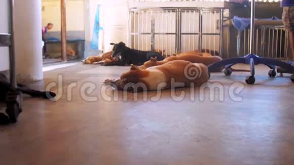 无家可归的大狗躺在凉爽的手术室地板上视频的预览图