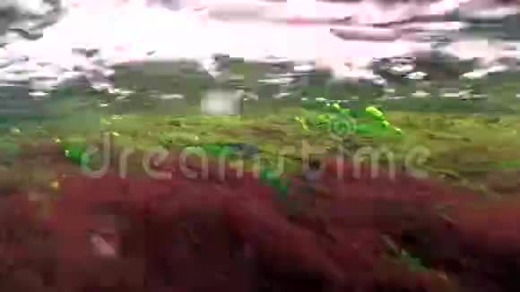 红藻和绿藻在湍流中向浅流水下景观4K60fps视频的预览图