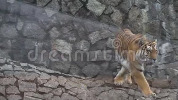 动物园里的大老虎视频的预览图
