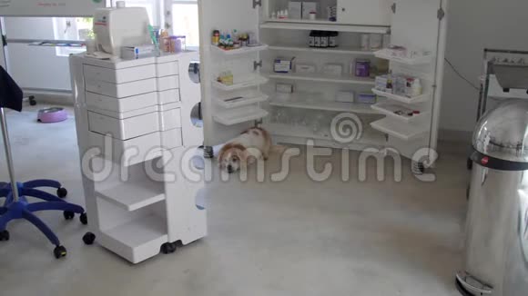 白色斑点蓬松的大狗躺在光线充足的手术室里视频的预览图