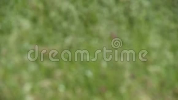 田野里的甜草和野燕麦草视频的预览图