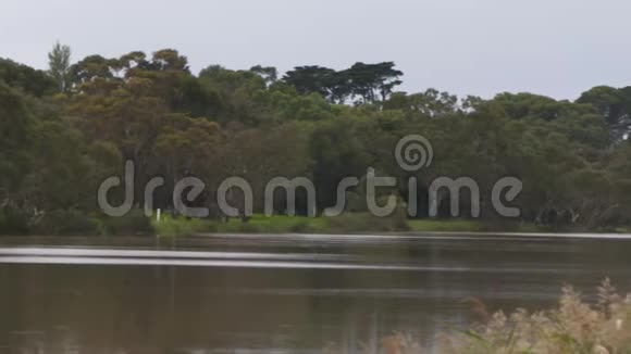 环绕树木的河流全景视频的预览图