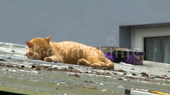 在铁皮屋顶上睡觉的姜猫视频的预览图