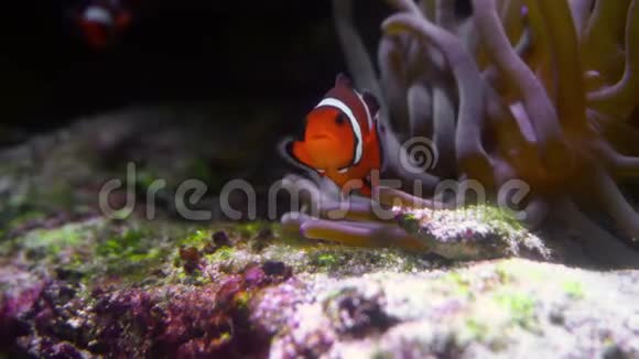 暗礁底部的小丑鱼视频的预览图