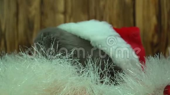 小苏格兰灰猫在玩圣诞装饰品视频的预览图