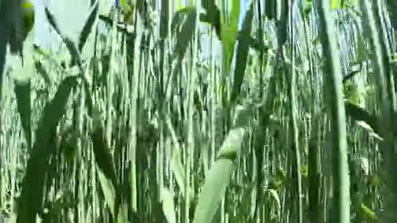 镜头穿过小麦看到田野年轻的和绿色的成熟的小麦在风中拍打着蓝色视频的预览图