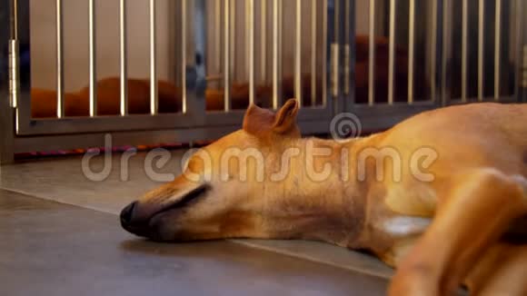 瘦骨嶙峋的姜狗在凉爽的地板上睡着邻居视频的预览图