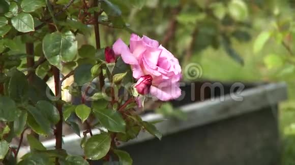 大的粉红色玫瑰靠近较小的花蕾视频的预览图