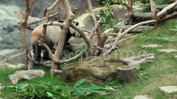 编辑3个片段一只大熊猫在动物园里散步和做大便视频的预览图