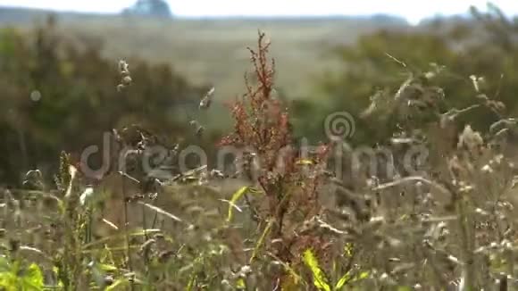 一排草地在柔软的背景下视频的预览图