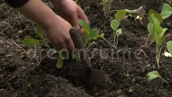 双手合拢种植生菜视频的预览图