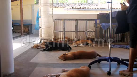 漂亮的狗躺在动物收容所手术室里休息视频的预览图