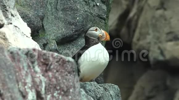 野生动物企鹅栖息地视频的预览图