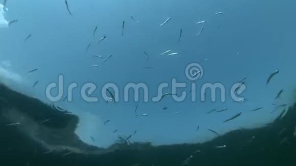 在蓝蓝的天空背景下鱼沙银在水面下游泳视频的预览图