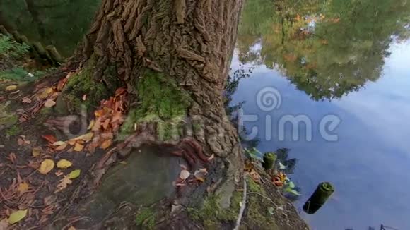 秋天湖上的树落叶和树的倒影慢磨盘视频的预览图