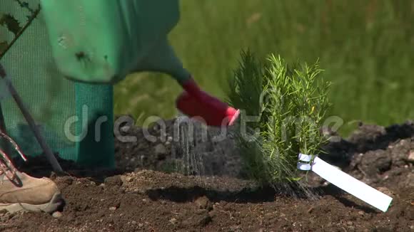 给新种的迷迭香浇水视频的预览图