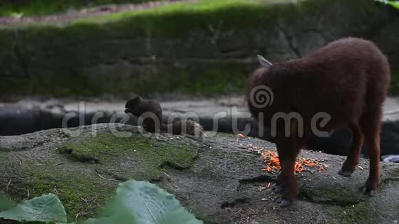帕拉斯松鼠和台湾人在森林里吃东西视频的预览图