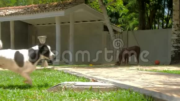 黑白斑点狗在动物收容所里走来走去视频的预览图
