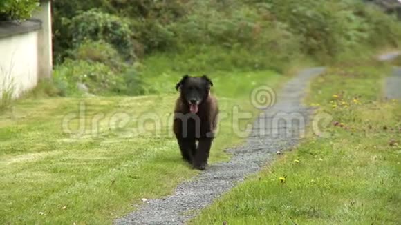 一条黑狗沿着碎石路走视频的预览图