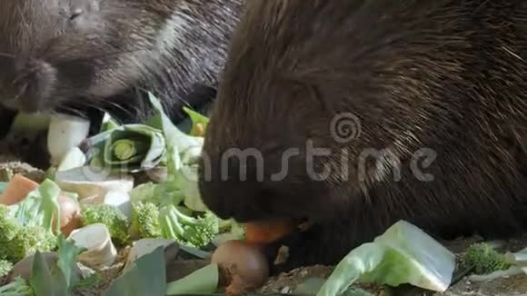豪猪海角吃蔬菜视频的预览图