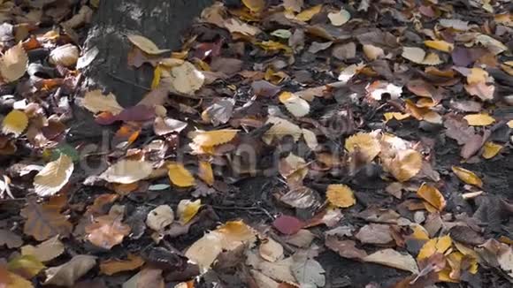秋天一棵树下的五彩落叶潘射视频的预览图