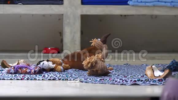可爱的小姜小狗躺在有趣的针织玩具鸵鸟附近视频的预览图