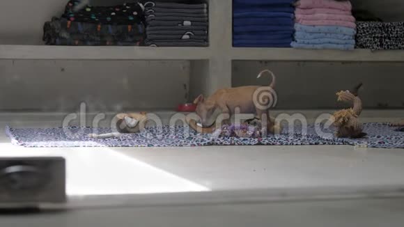 住在动物收容所的小狗啃南瓜片视频的预览图