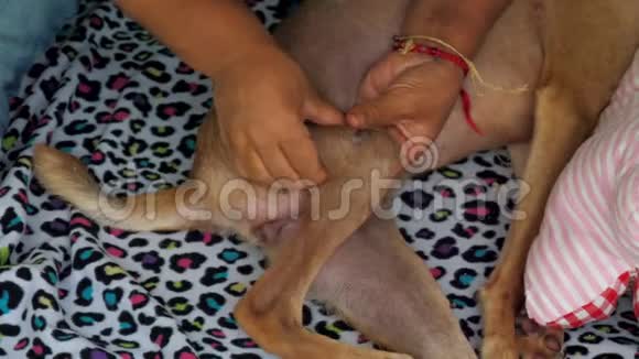 兽医仔细触摸无家可归的狗腿骨视频的预览图