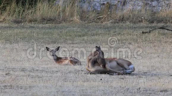 小鹿和妈妈在草原上户外视频的预览图