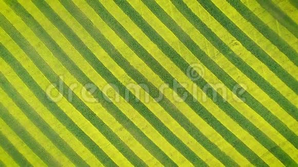 油菜和小麦在农田上的黄绿线视频的预览图