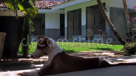 狗在厚厚的阴凉阴影中休息对抗姜邻居视频的预览图