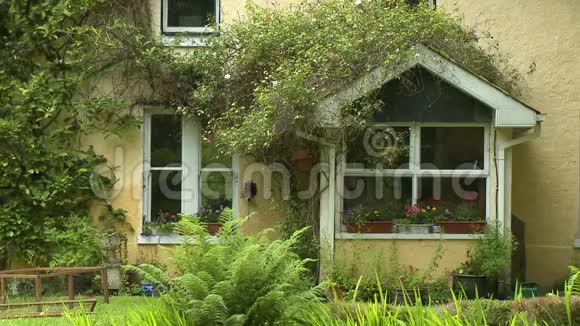 一扇有盆栽植物的黄色房子的窗户视频的预览图