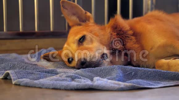 美丽的姜黄色无家可归的狗聪明而悲伤视频的预览图