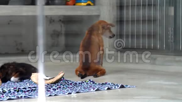 带着姜皮的无家可归的小狗坐在角落里视频的预览图