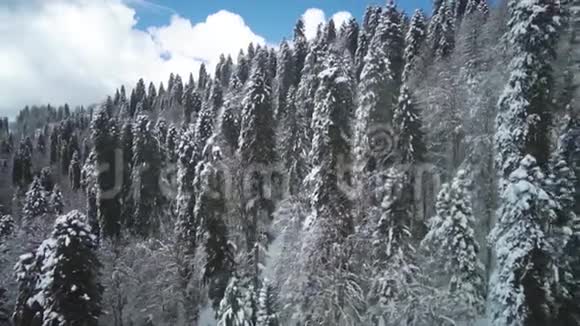 飞越山上冬天冻树和覆盖着雪的草坪从无人驾驶飞机俯瞰自然景观视频的预览图
