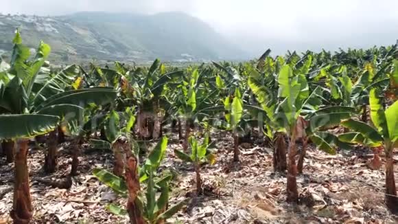 香蕉种植园西班牙加那利群岛特内里费南部的香蕉树背景上的山脉开花视频的预览图